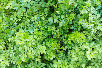 Spicy green parsley grass in the garden. The view from the top. Natural vegetable green background.