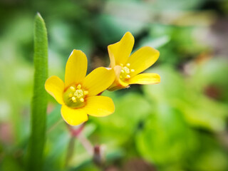 two little creeping woodsorrels in the garden, Oxalis corniculata, macrophotography