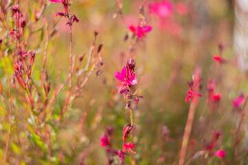 pink color flowers and natural background, purple color