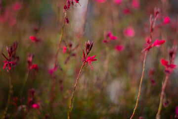 pink color flowers and natural background, purple color