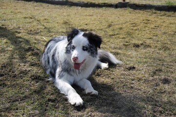border collie dog laying on the grass blue merle
