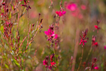 pink color flowers and natural background, purple color