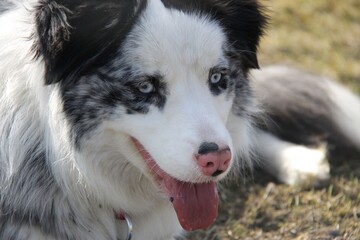 border collie dog blue merle, blue eyes, pink nose