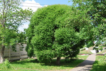 tree in village
