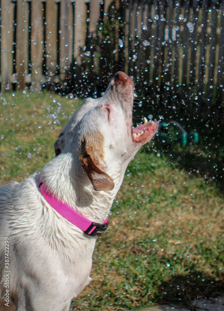 Sticker dog playing with hose outside