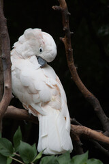 White Cockatoo perched on a branch