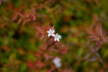 a white flower and natural background, brown tones, background, nature and beauty