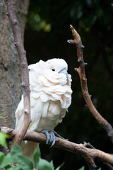 White Cockatoo perched on a branch