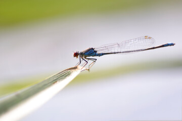 Small red-eyed damselfly sitting on river plant leaf, blurred background