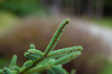 close up of fern