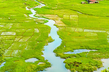 Aerial view of rice field and a river running through. Landscape stock photo