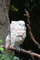 White Cockatoo perched on a branch