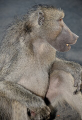 A baboon staring intently into the distance at a possible threat