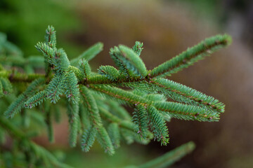 close up of fern