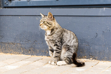 Domestic Cat is Sitting near the Blue Wall