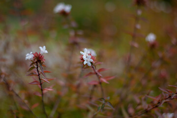 a white flower and natural background, brown tones, background, nature and beauty
