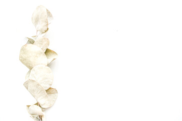 Eucalyptus tree branch on a white background.