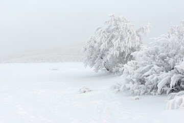 Winter trees on white fone and fog on background, white snow