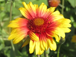 yellow and red flower
