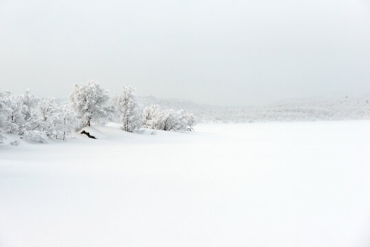 Winter trees on white fone and fog on background