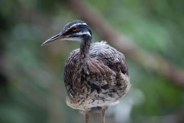 Obraz premium Bird outside in the sunlight