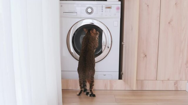 A curious Bengal cat looks into the washing machine. Thoroughbred pet, like a small leopard, red fur with black spots