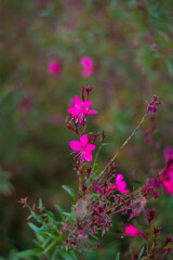 pink flowers in the garden