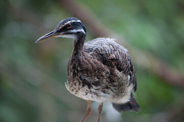 Bird outside in the sunlight