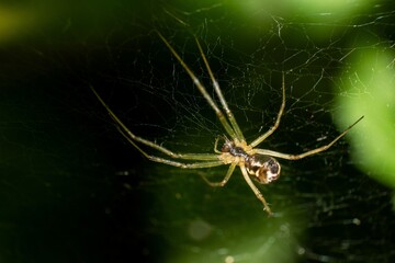  Kleine Spinne bei der Arbeit 