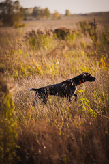 Hunting dog in the rack. Hunting for quail with a dog