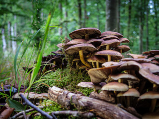 Pilze auf Baumstubben