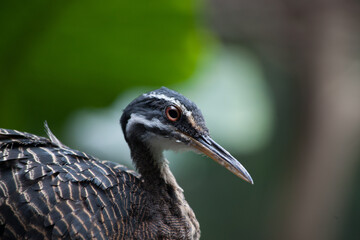 Bird outside in the sunlight