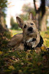 Naklejka na ściany i meble beautiful dog lies in the autumn foliage.