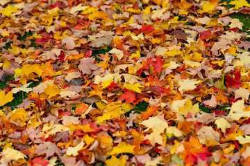 Ahorn Herbst Laubfärbung  Indian Summer Blätter Park Baum Bäume Farbenspiel Dortmund Rombergpark Deutschland Hintergrund Jahreszeit Acer Rasen Wiese Details Fokus Licht rot gelb orange