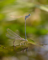 Damselflies, Lestidae, put eggs underwater in front of a blurred background