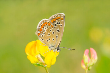 Butterfly Polyommatus Icarus sits on yellow flower