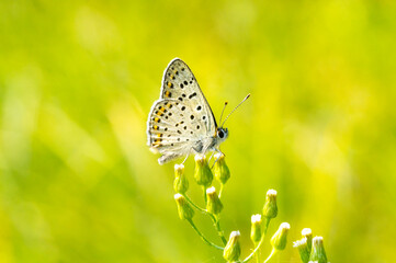 Butterfly Polyommatus Icarus sits on buds of flowers