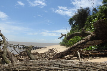 tree on the beach