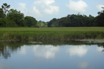 lake in the forest