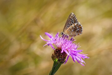 Small chalk hill blue butterfly, a female, sitting on a purple knapweed flower growing in a meadow on a sunny summer day. Blurry brown background.