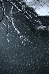 東京都心樹木雪景色