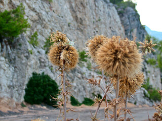 The thistle on the road Antalya - Kemer in Turkey