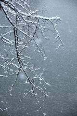 東京都心樹木雪景色