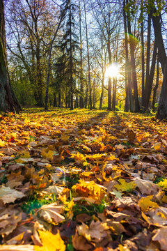 Fallen leaves in autumn tree shade park sunny weather wallpaper yellow  october