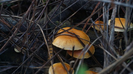 toxic mushroom in a forest