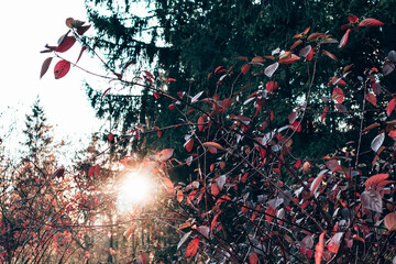 red bushes at sunset sunny garden botanical natural art filter