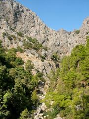 Fototapeta na wymiar Trees on the cliffs of the canyon Goynuk in Turkey