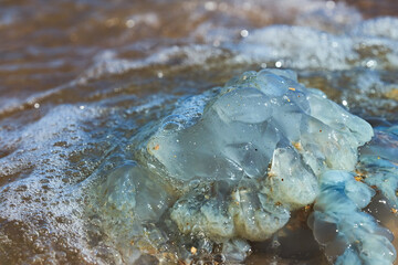 Sea life. Jellyfish.