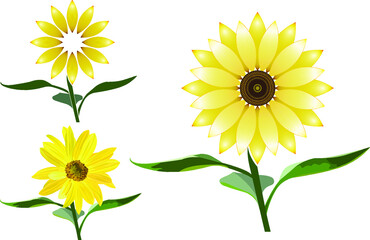 Variants of sunflower flowers with stem and leaves, icons, vector