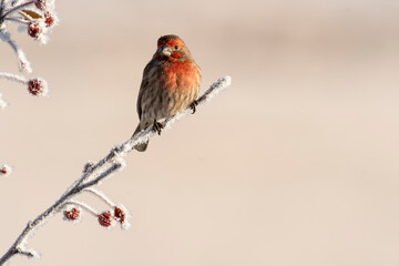 Male house finch (Haemorhous mexicanus) perched in crabapple tree; Wyoming